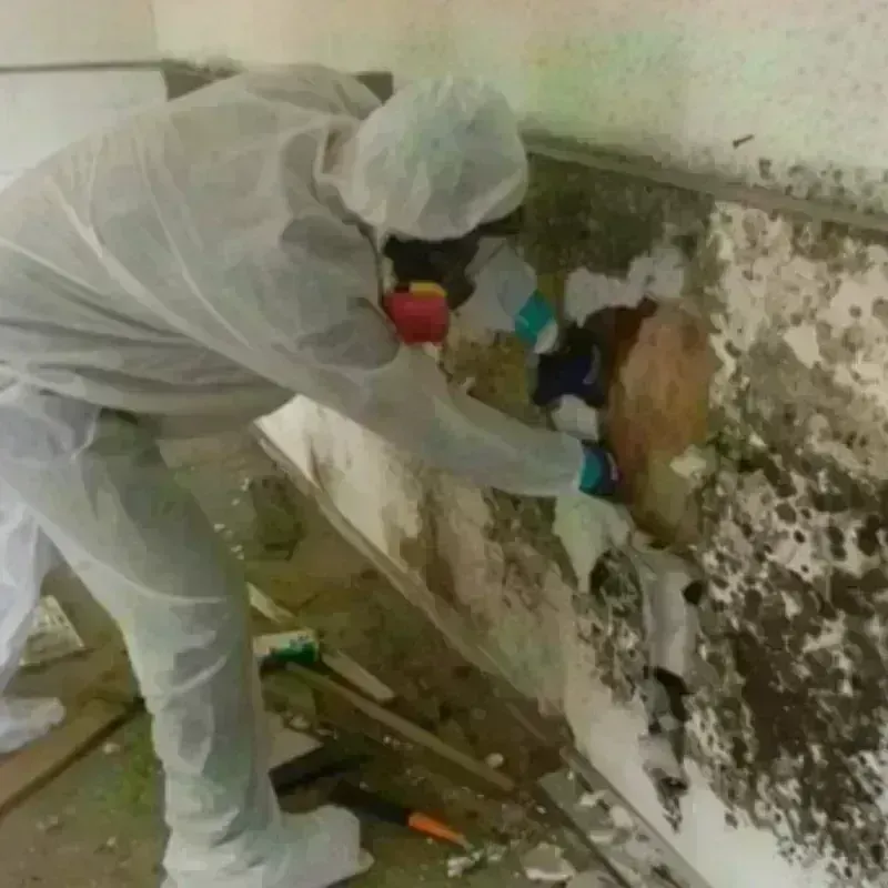 Mold Remediation and Removal in Pojoaque, NM